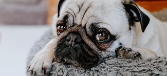 Doorgefokt broodfok doorfok fok fokkerij fokker fokkers pvdd partij voor de dieren mopshond pug