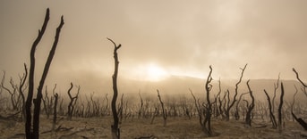 Droogte klimaatverandering dode bomen