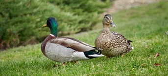 Ducks