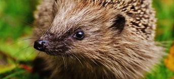 Egel