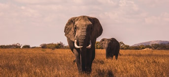 Elephant