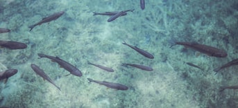Fish 690227 1920