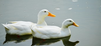 Ganzen vogelgriep frank wassenberg partij voor de dieren pvdd