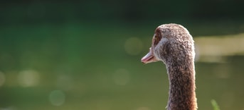 Geese