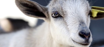 Geit-goat-q-koorts-2