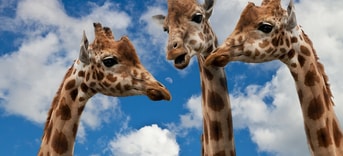 Giraffes 627031 1920