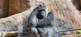 Gorilla dierentuin pvdd partij voor de dieren frank wassenberg