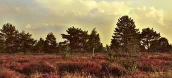 Heide natuur