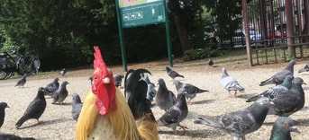 Julianapark