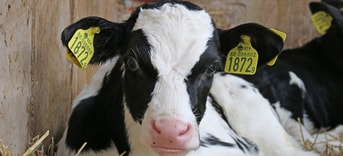 Kalf calf koe melk