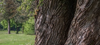 Klimaatboom