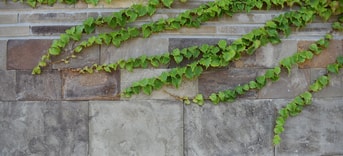 Muur Plant Natuur Stad Stadsnatuur