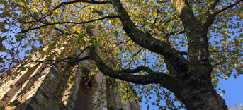 Onderkant Domtoren En Boom Foto Maarten
