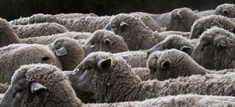 onverdoofd slachten onverdoofde slacht halal kosher koosjer kosjer ritueel slachten pvdd partij voor de dieren partij van de dieren dierenpartij thieme