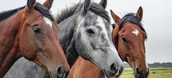 Paarden