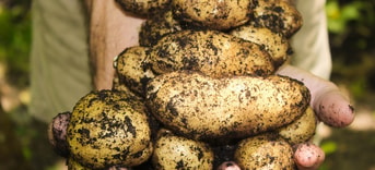 Potatoes 1866415 1920