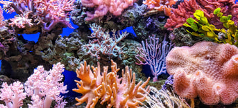 ecocide koraal oceaan zee caribisch bonaire