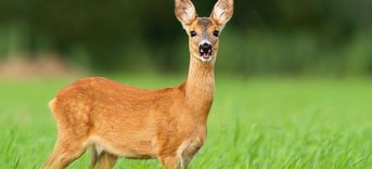 Ree