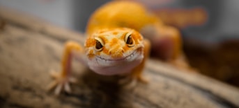 Reptiel reptielenbeurs exotenbeurs wildmarkt pvdd partij voor de dieren gecko