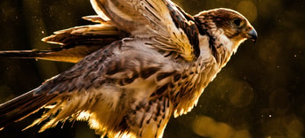 Roofvogel