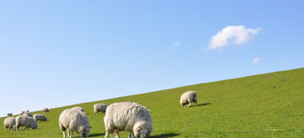 Sheep 1877430 1920