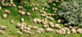Sheep g56311dd99 1920