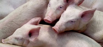Varkens