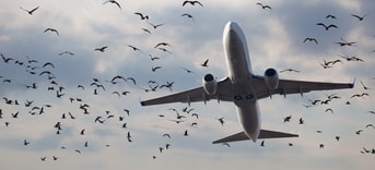Vliegtuig Vogels