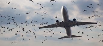 Vliegtuig vogels