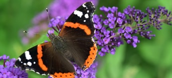 Vlinder atalanta insect bestuiver bestuiving