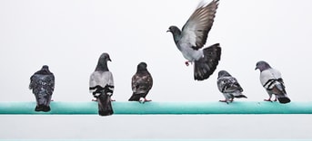 Vogels duif duiven
