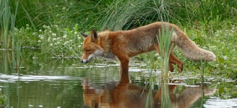 Vos Water
