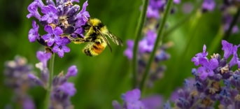Wilde bij biodiversiteit pvdd partij voor de dieren
