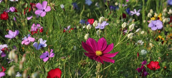 Wildflowers 3571119 1920
