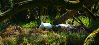 Zwanen Nest Nature 3318040