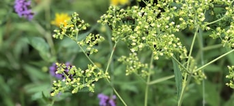Bloemen