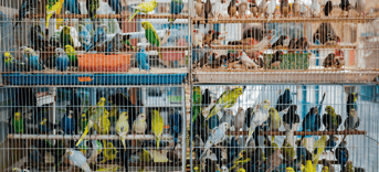 Dierenwinkel