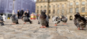 Duiven op de Dam