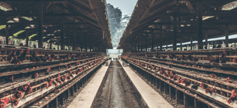Veeindustrie