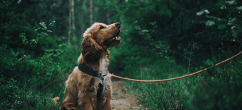 Veiligheid honden