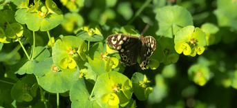 Vlinder ecologisch groenbeheer Amsterdam jpg