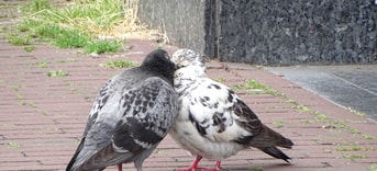 Duiven