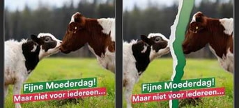 Moederdag actie tegen uitbuiting melkkoeien