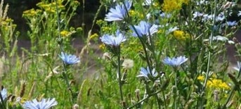Wilde Bloemen
