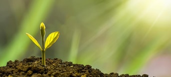 Groeiend plantje