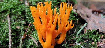231021 Paddenstoelen wandeling 1000024523