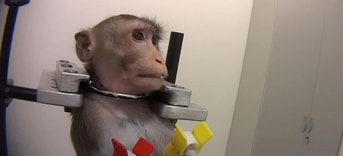 Dieren tellen mee aap dieren experiment