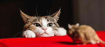 Meeting kat en muis