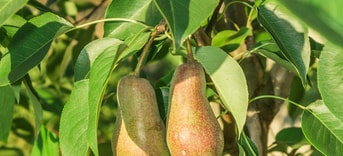 Andreyalpha farm 5317550 1280