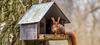 Lysa fotografka squirrel 7460711 1280